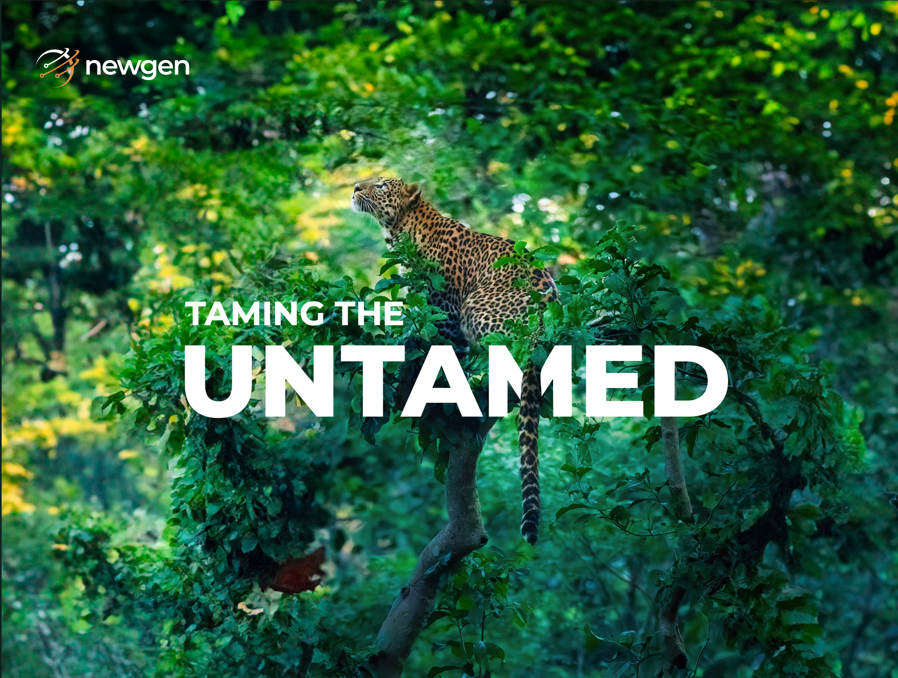 Taming The Untamed - Insurance Coffee Table book